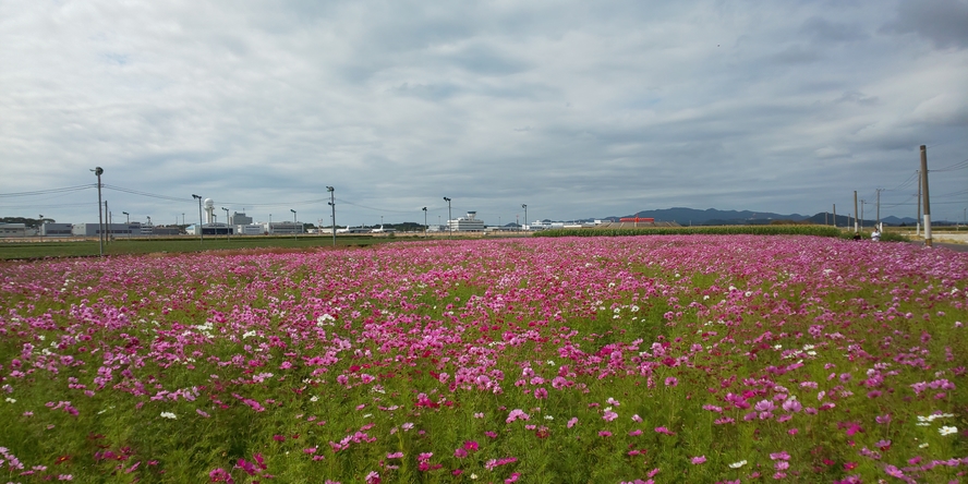 鹿児島空港近くの秋桜