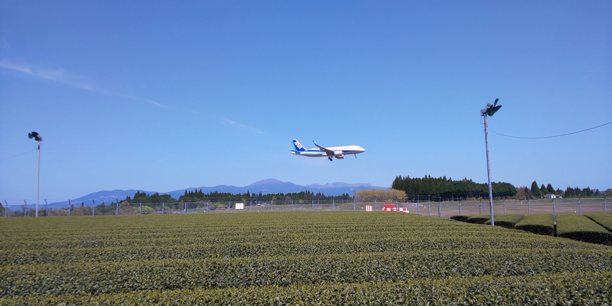 鹿児島空港とお茶畑