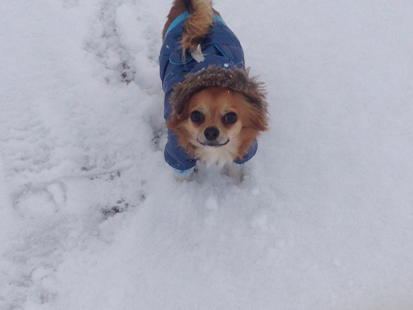 ＜WITH DOG＞ワンちゃんと一緒に雪で遊ぼう★ゲレンデ内だからすぐに戻れてお部屋でお留守番も安心