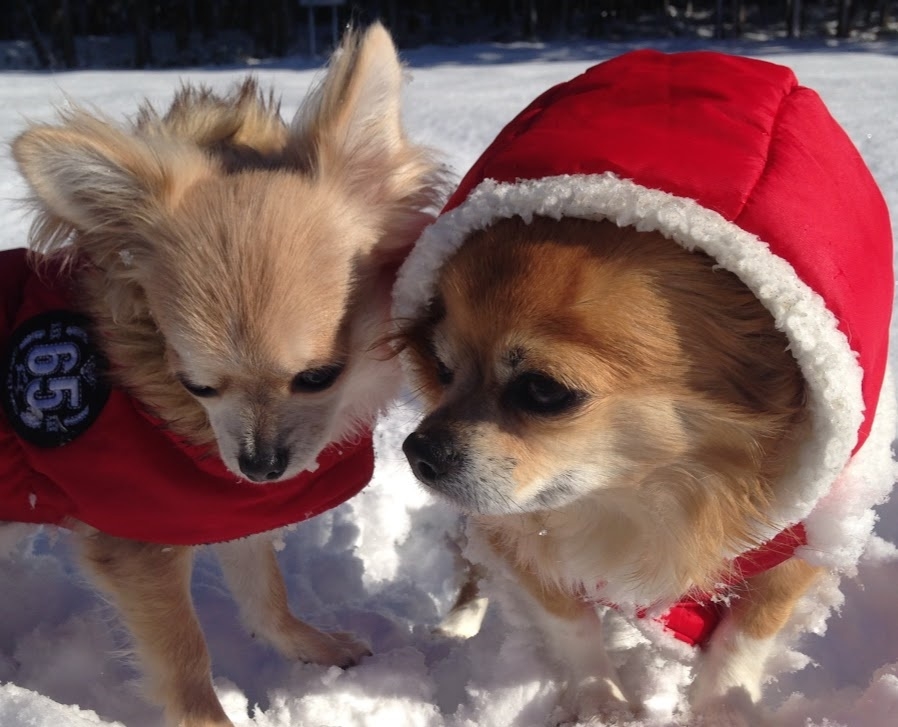 ゲレンデ内リフト乗場近くの特権！滑るも休むも思いのまま★すぐに戻れるからお部屋で愛犬のお留守番も安心