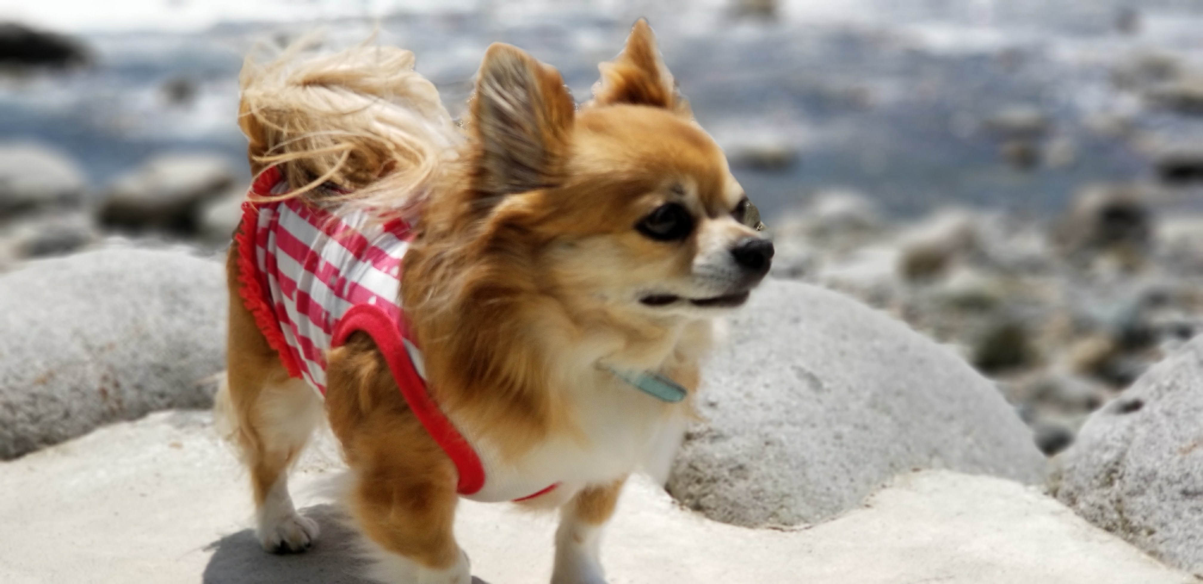 愛犬と気ままに旅に出よう♪ フリーチョイスプラン★高速＆駅〜車で10分だからワンちゃんも安心！