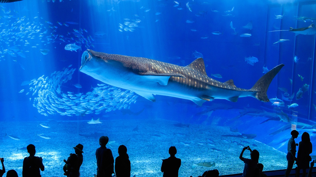 【連泊で美ら海水族館チケット付】ラウンジ＆海上アスレチック付きオールインクルーシブプラン＜夕朝食＞