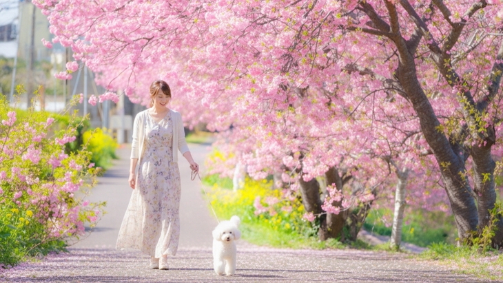 ＜1泊2食＞【河津桜まつり】トゥクトゥクでお花見♪ 桜会場近くに専用駐車場など１３特典★夜桜送迎あり
