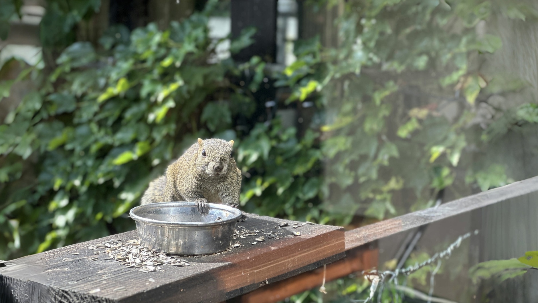 【春夏SALE】本館和食処で和食の会席コースを楽しむ＜1泊2食＞
