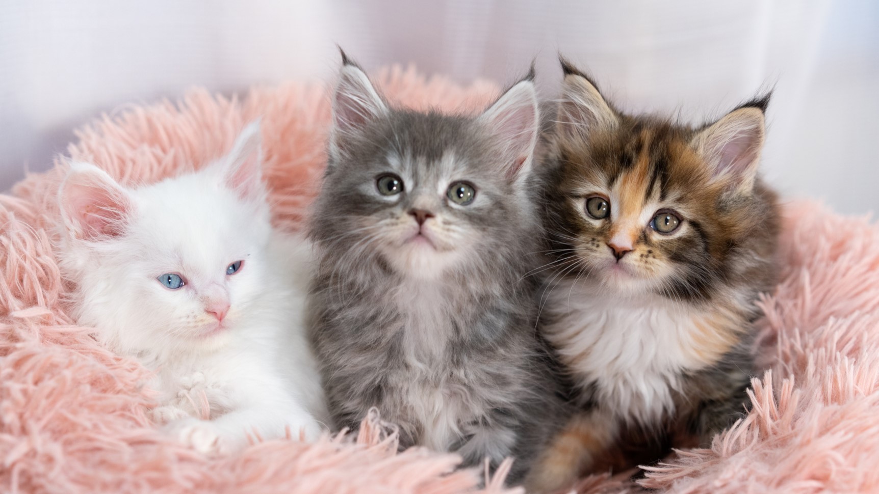 ねこちゃんも大歓迎です