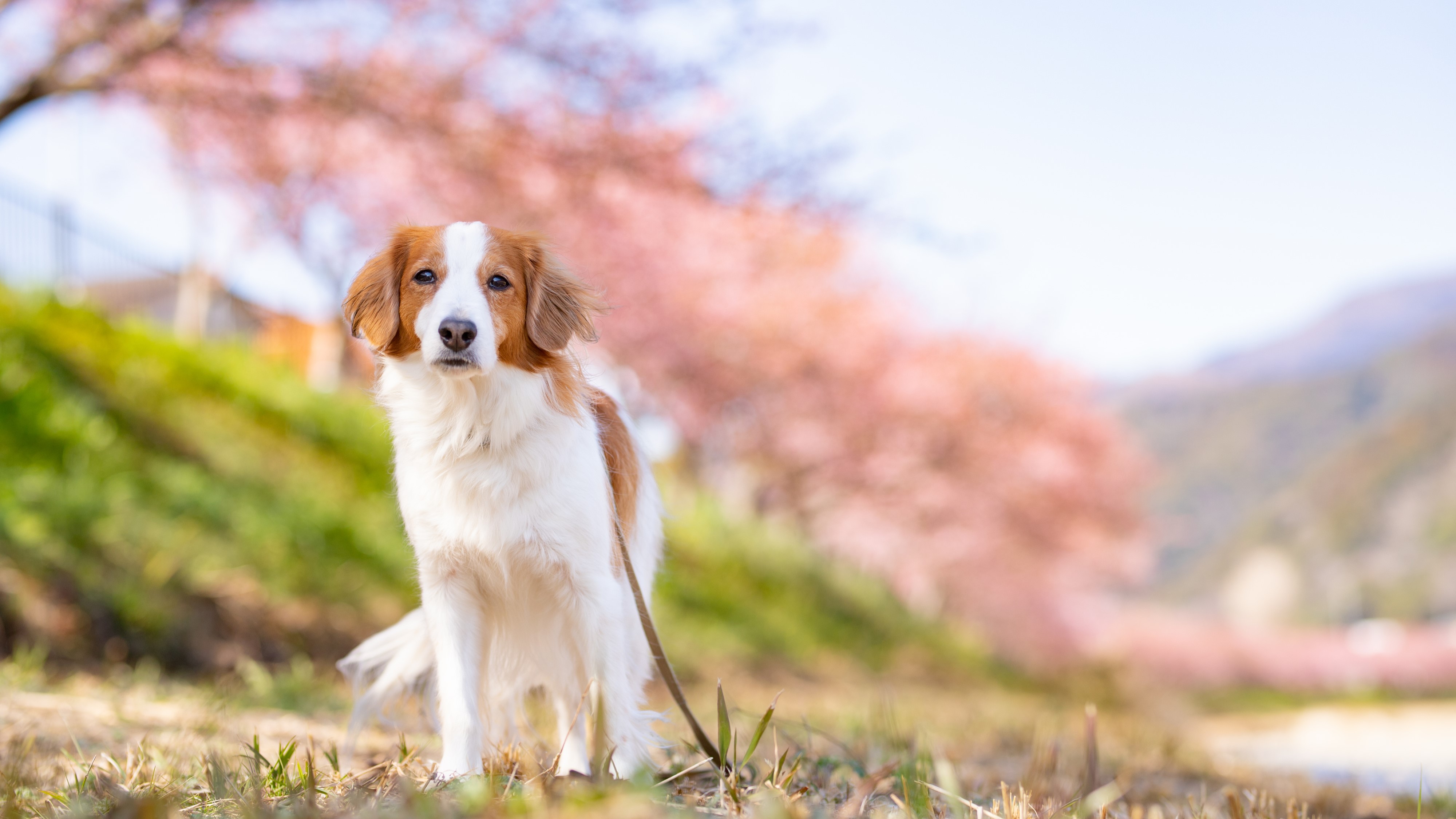 2月は河津桜の下をお散歩