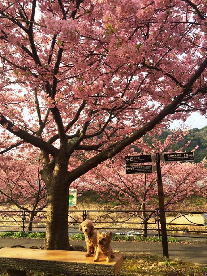 河津桜とわんちゃん