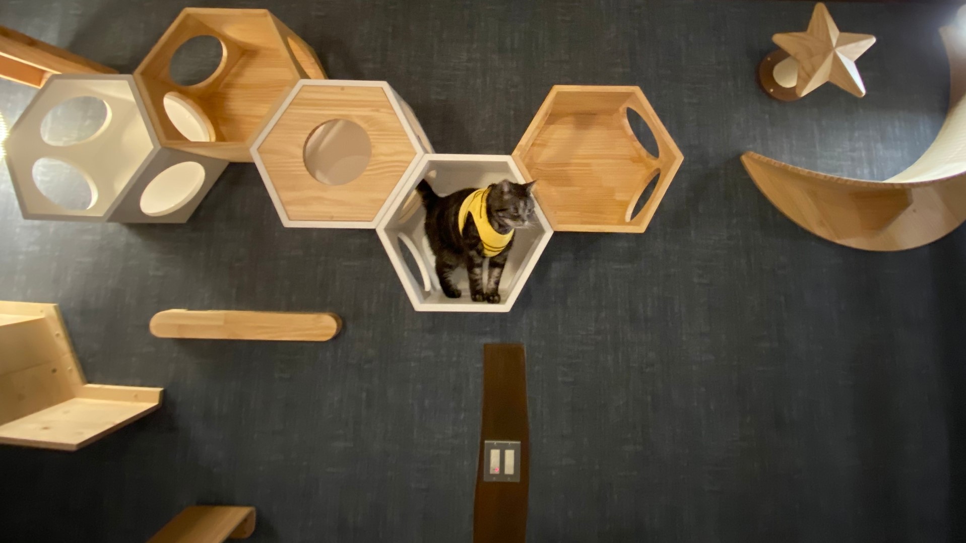 【キャットウォーク付わんにゃんルーム】本館洋室／40平米◆禁煙