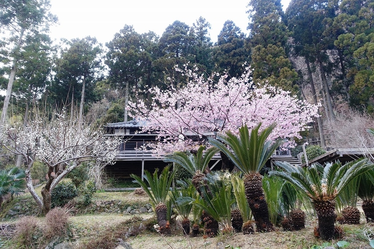 別邸ＣＯＣＯＲＯ　桜の時期