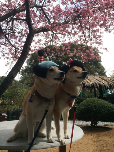 河津桜とちょんまげわんこ