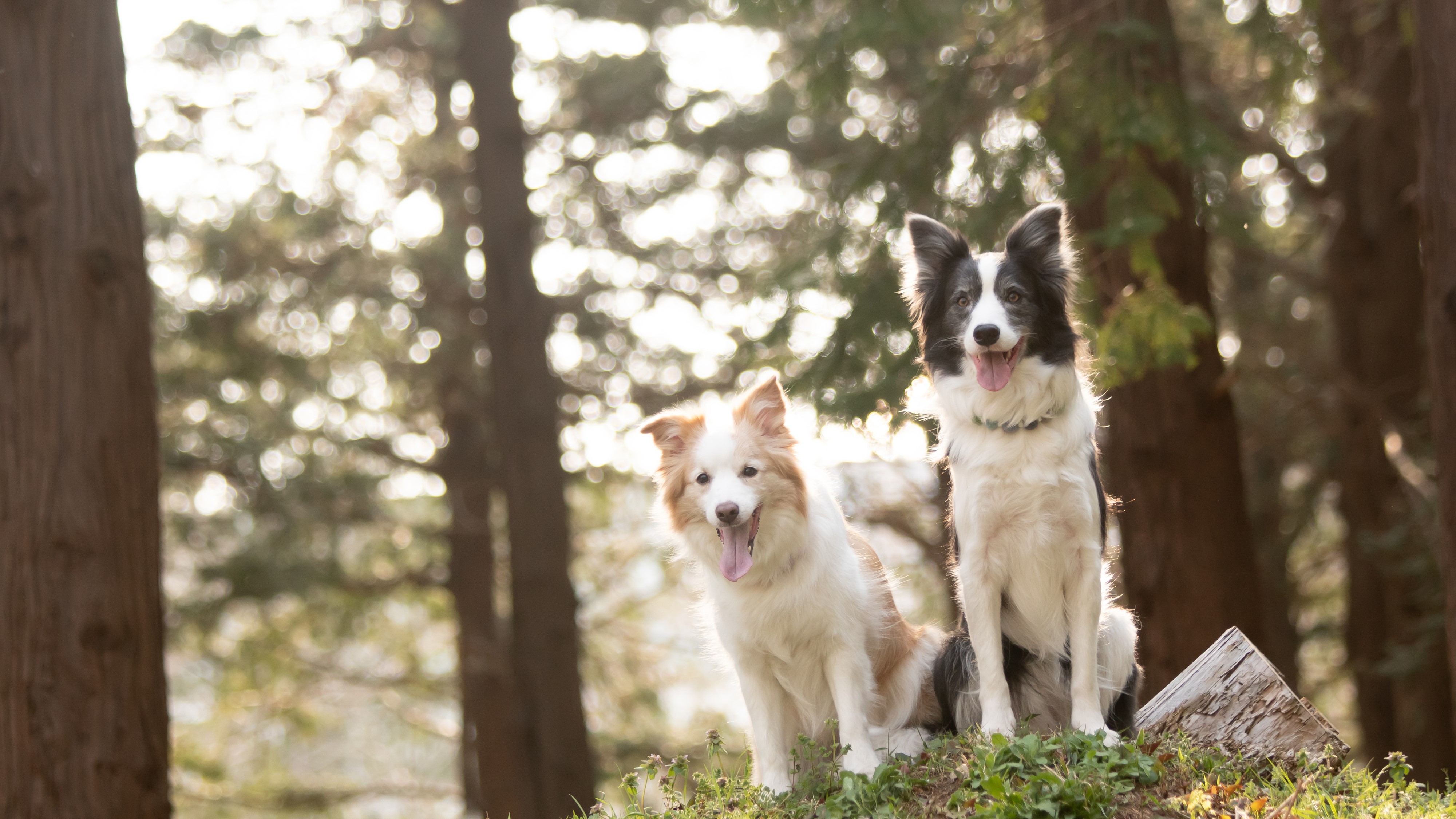大型犬も大歓迎です