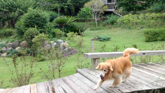 離れ『COCORO』の庭園　広いお庭なのでお散歩も可能です　