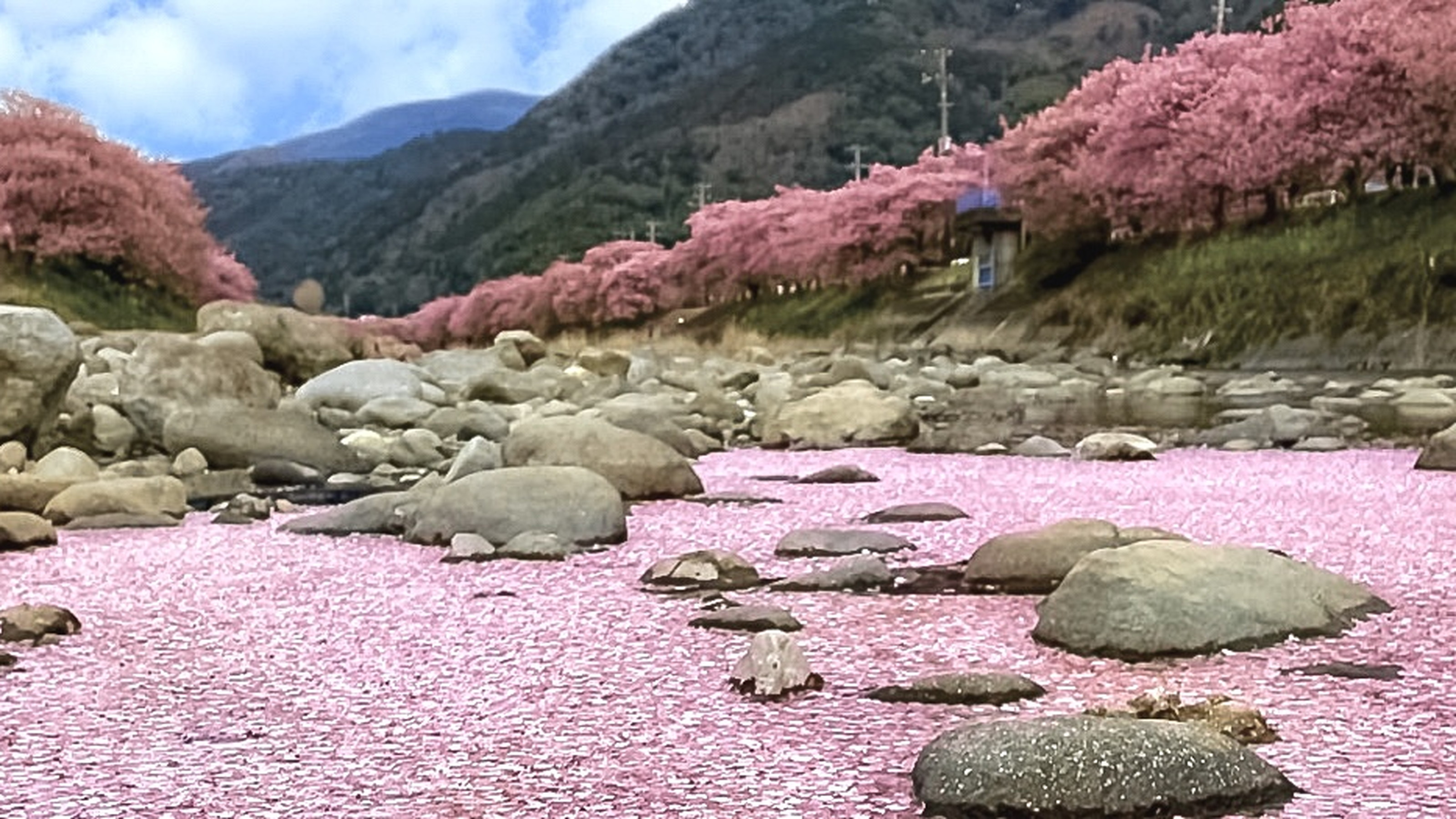 数年に一度しかみられない桜の花びらが浮かんだ川
