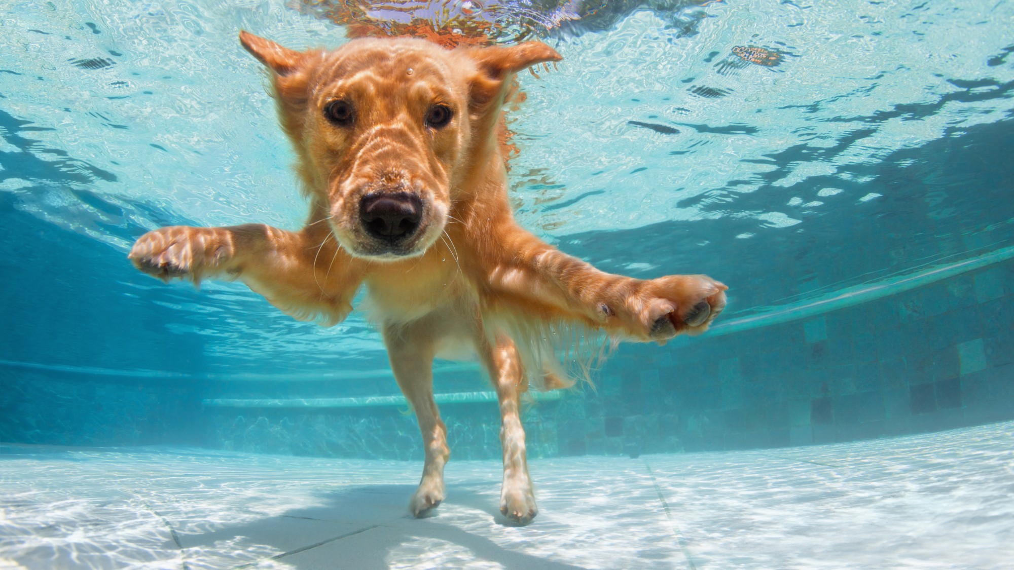 わんちゃんプールは大型犬用、小型犬用をご用意！ミニ縁日と一緒にたのしんで