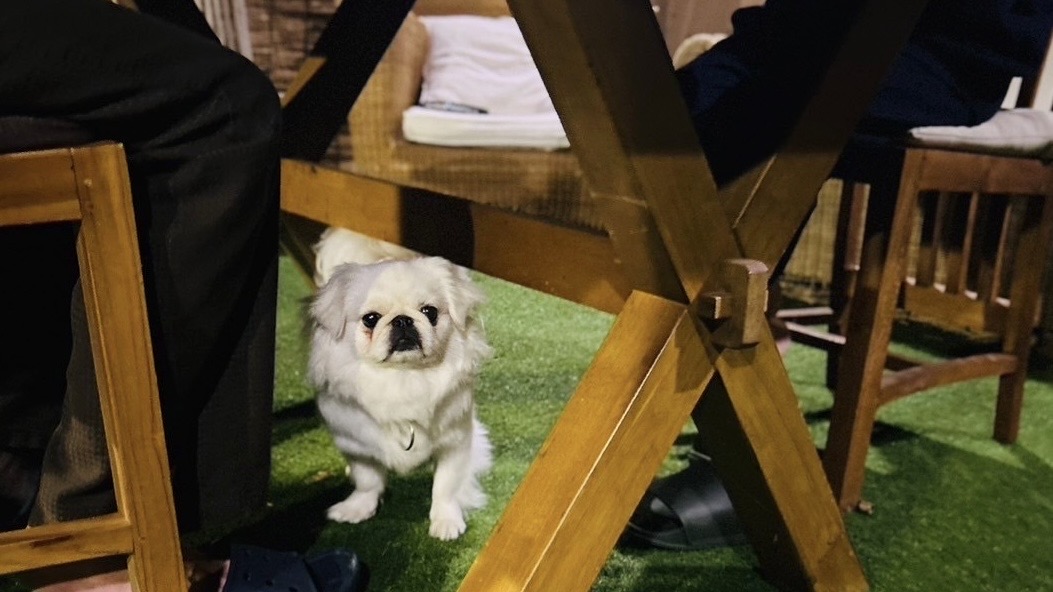 BBQはわんちゃんと一緒！雨の日はドッグランでのBBQとなるので雨天も気にせず♪