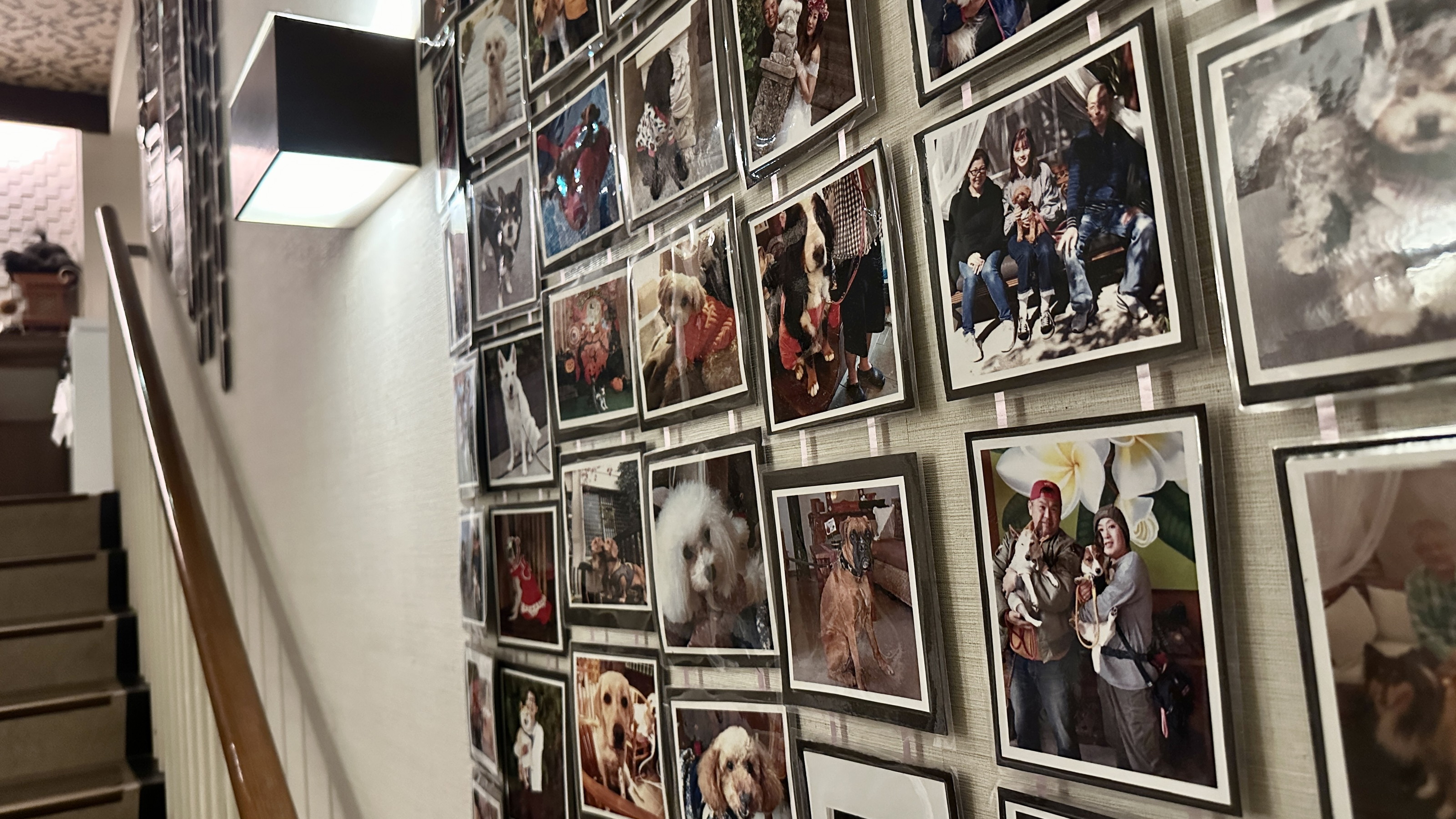 階段にはご来館いただいたわんちゃんのお写真が飾られています