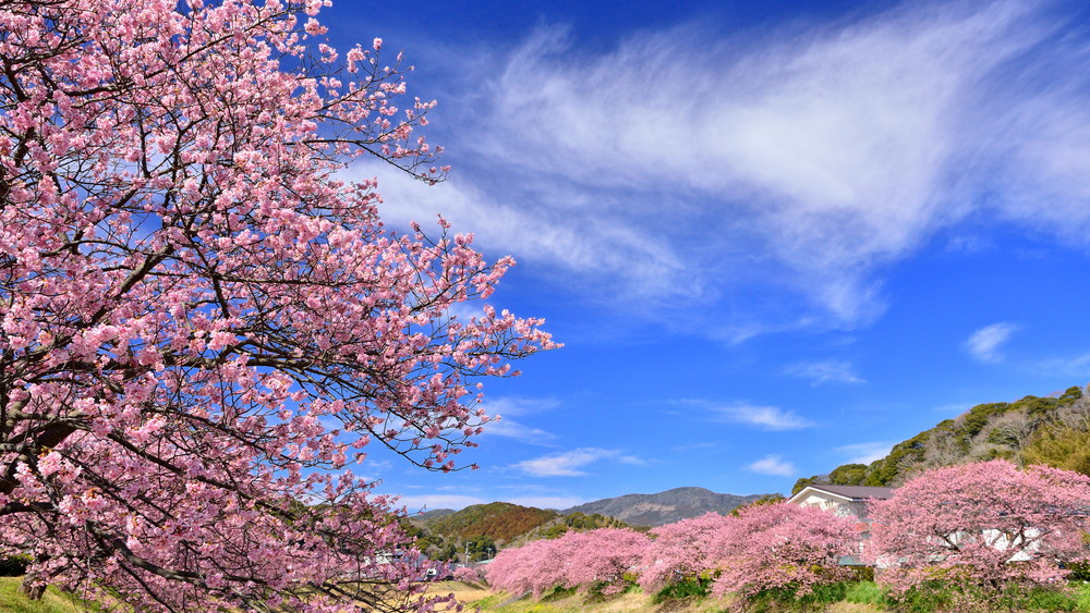 河津桜