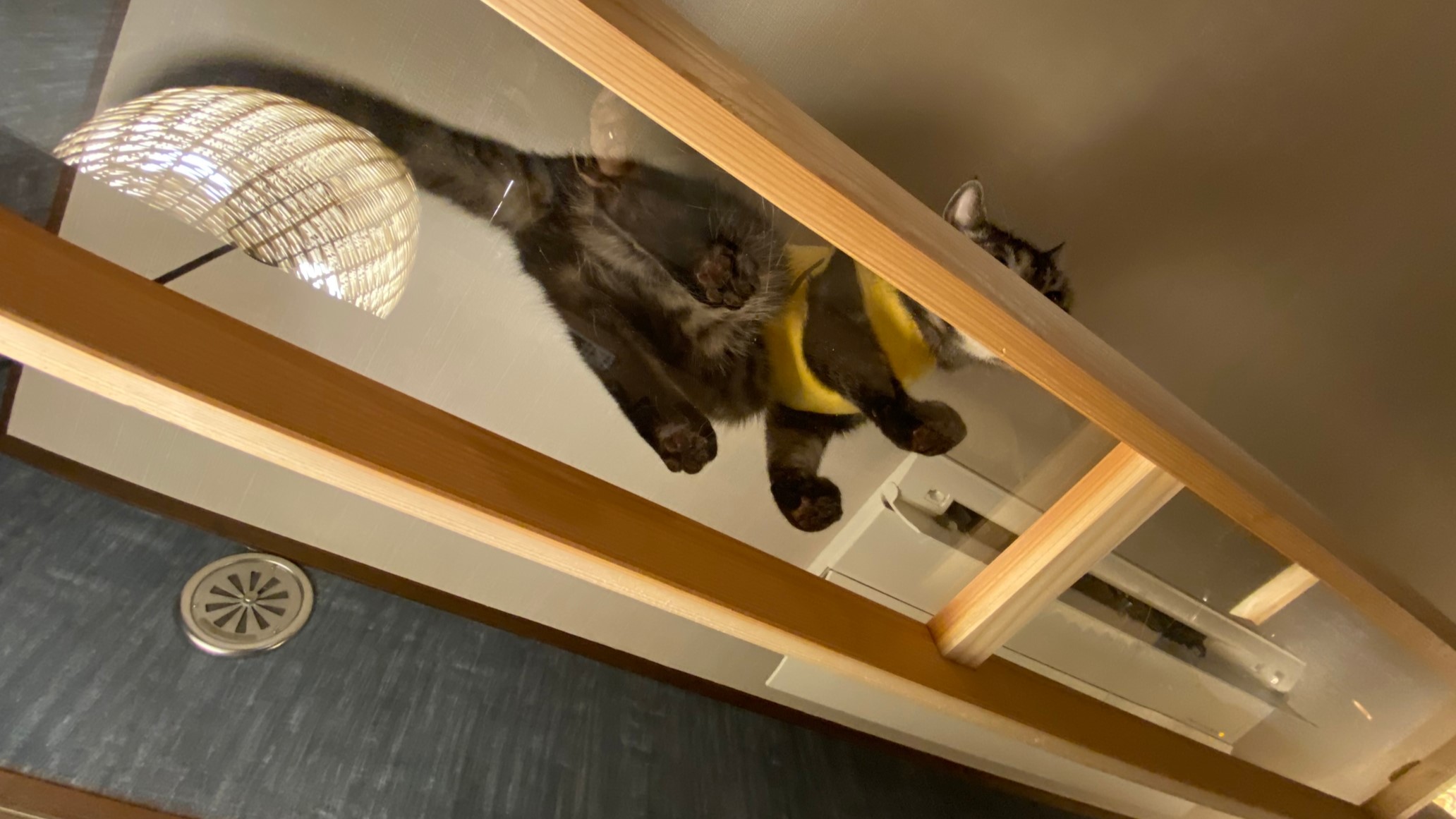 【キャットウォーク付わんにゃんルーム】本館洋室／40平米◆禁煙