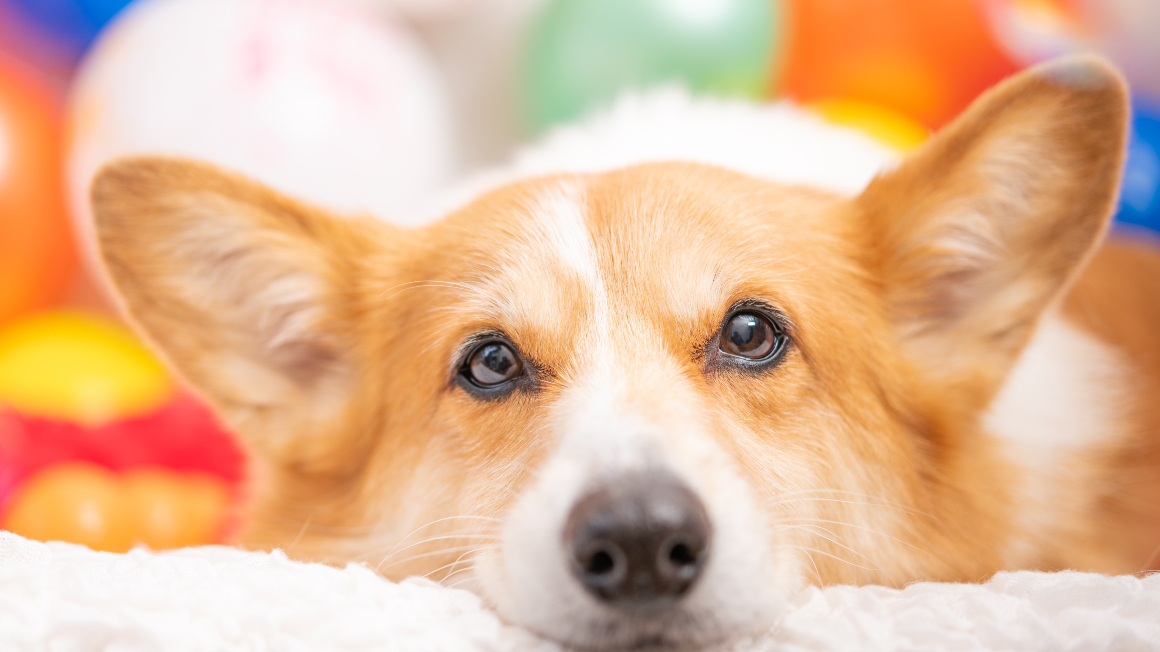 わんちゃんとお祝いを！