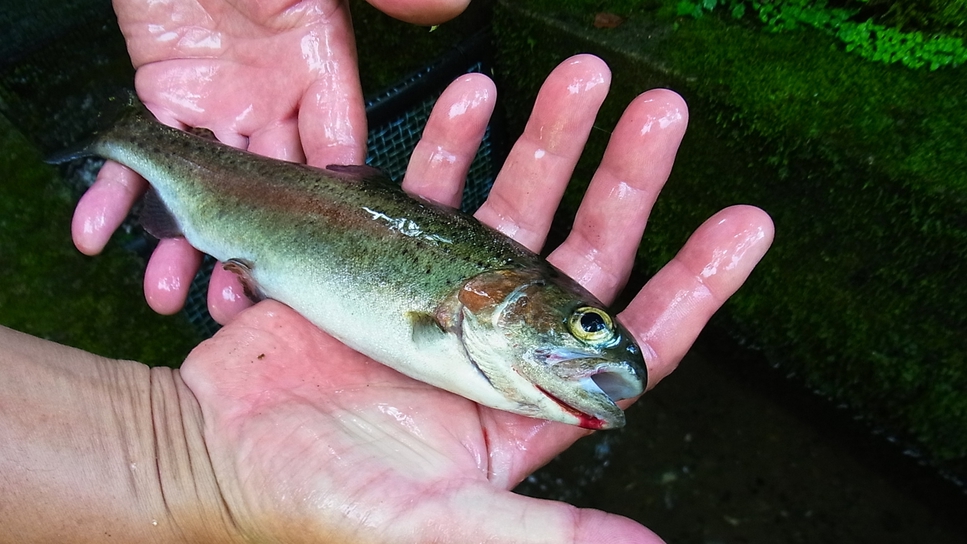 【釣り体験】専用の釣り堀で気軽に体験◆釣ったニジマスは夕食でご提供