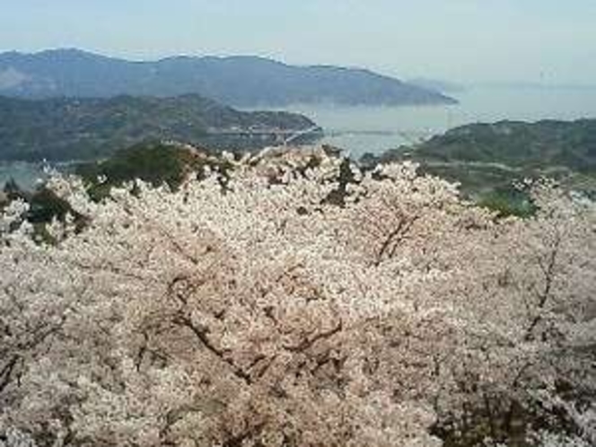 昨年の開山です★海の青に、桜のピンク色が映えます♪