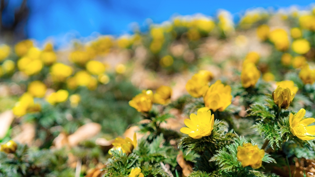 ★2026/3/6〜3/3　1先着80名様限定！＜福寿草まつり＞福寿草の花鉢プレゼント［1泊2食］