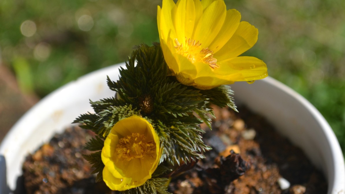 福寿草の鉢植えを1人1鉢プレゼント！（写真はイメージ）