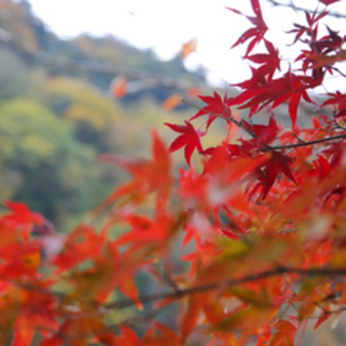 *秋は嵐山が赤や黄色に彩られます。京都の中でも人気の紅葉スポットをぜひ観光してみて下さいね。