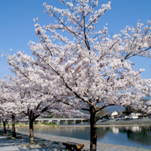 *当館目の前の景色。春は嵐山の桜が咲き乱れます。