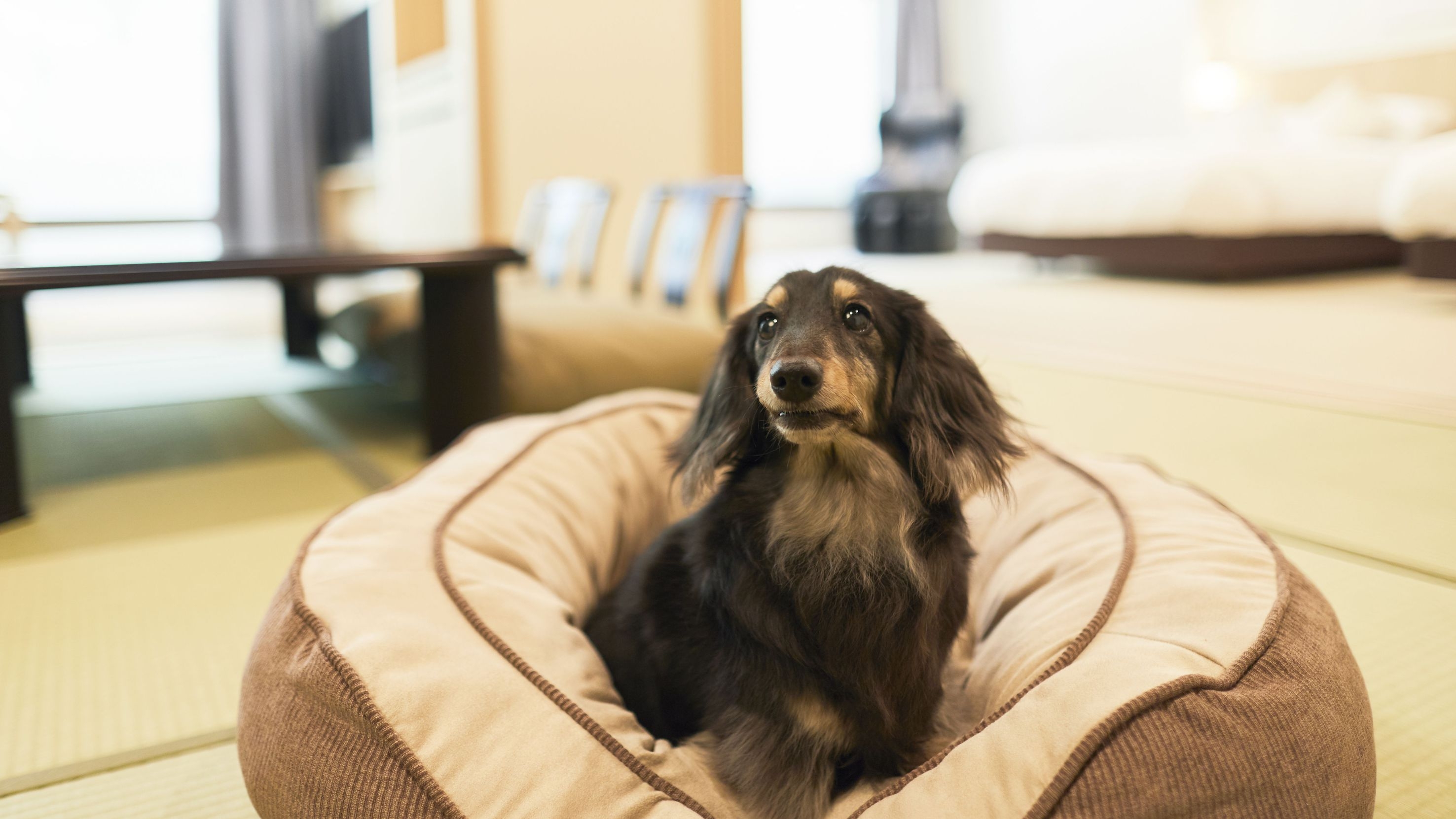 【早割30・わんちゃんと一緒】お部屋で楽しむ特製弁当とわんちゃんの夕食付／特製弁当・朝食ビュッフェ