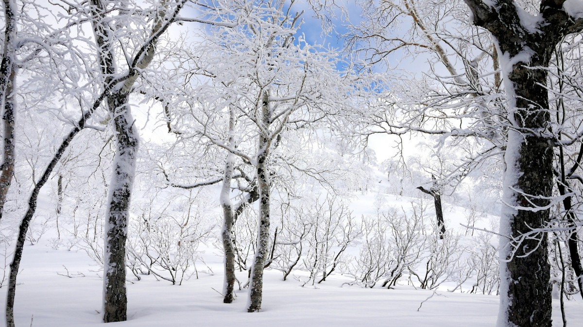 冬には雪国ならではの樹氷が見れることも。登別ゲートウェイセンターでは本格的な樹氷ツアーも【樹氷】