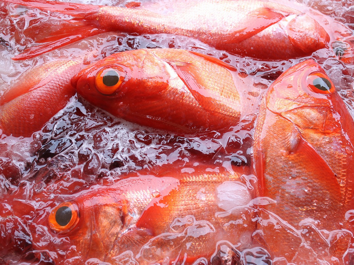 房州産の釣り金目鯛