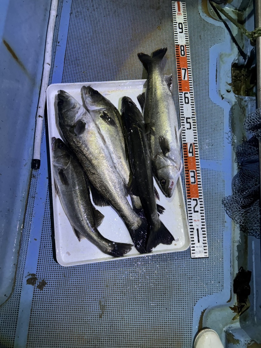【新プラン登場！】短時間集中でヒット連発＆☆ 松島湾シーバス＆ヒラマサ狙い便１泊２食付き