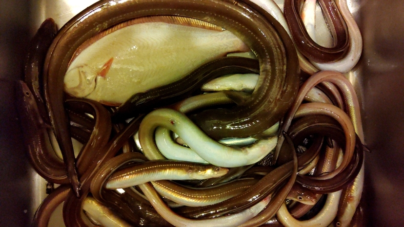 【ファミリー】手ぶらでオッケー☆伊達な遊び【夜の松島】アナゴ釣り体験＆お月見収穫祭プラン