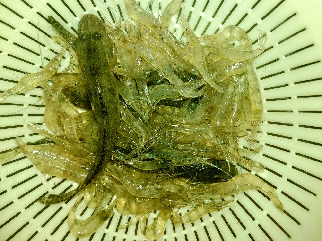 【ファミリー】手ぶらでオッケー☆日本一早い早取りわかめ刈り＆白エビ？野外BBQ収穫祭