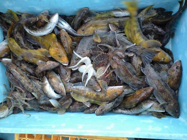 手ぶらでオッケー☆大人気！獲れたて春の海の幸★釣り＆刺し網漁で思い出に残る旅を