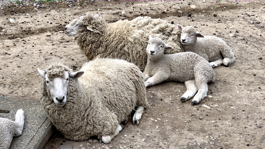 伊香保グリーン牧場は車で５分。春には子羊に出会えます。