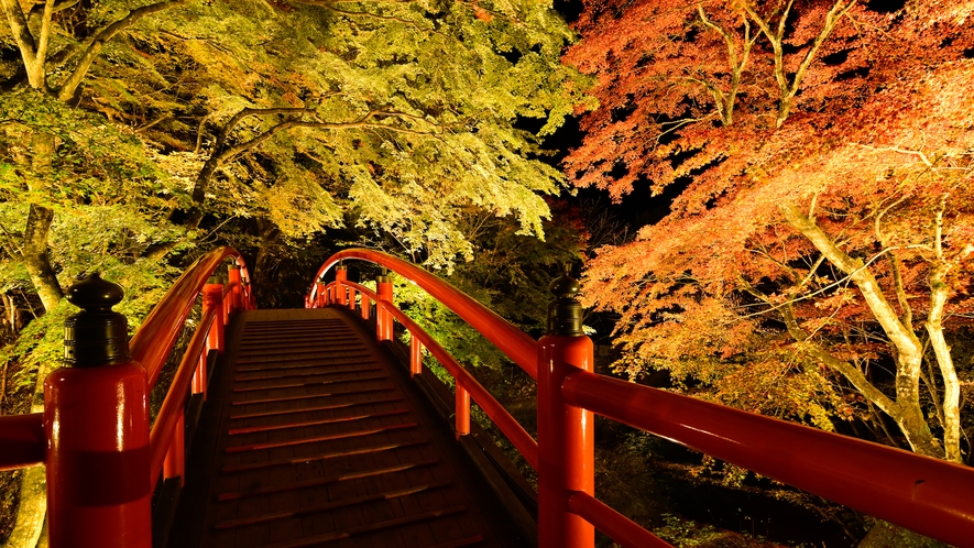 ★秋の風物詩★河鹿橋のライトアップ！今年も懸命に生き抜いた草木達の晴れ舞台です。