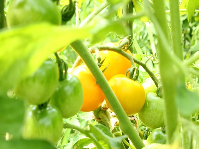 ペンションの無農薬畑で作ったミニトマトです。