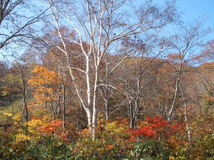 ペンション ムーミンパパ 宿泊予約 楽天トラベル ペンション ムーミンパパ 宿泊予約 楽天トラベル