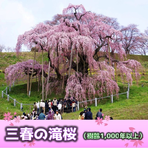 三春の滝桜（樹齢1000年以上）当ホテルより車で約40分