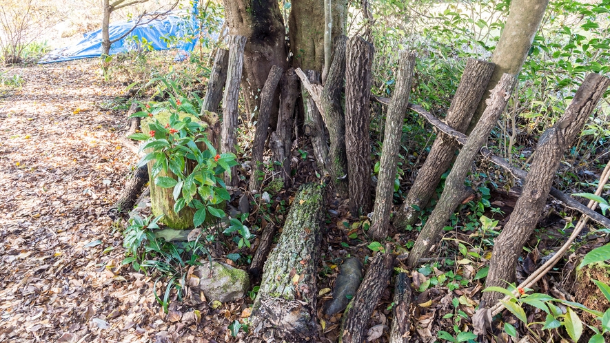 *【きのこ原木】当館の庭では、椎茸の他、クリタケやナメコも栽培しています。