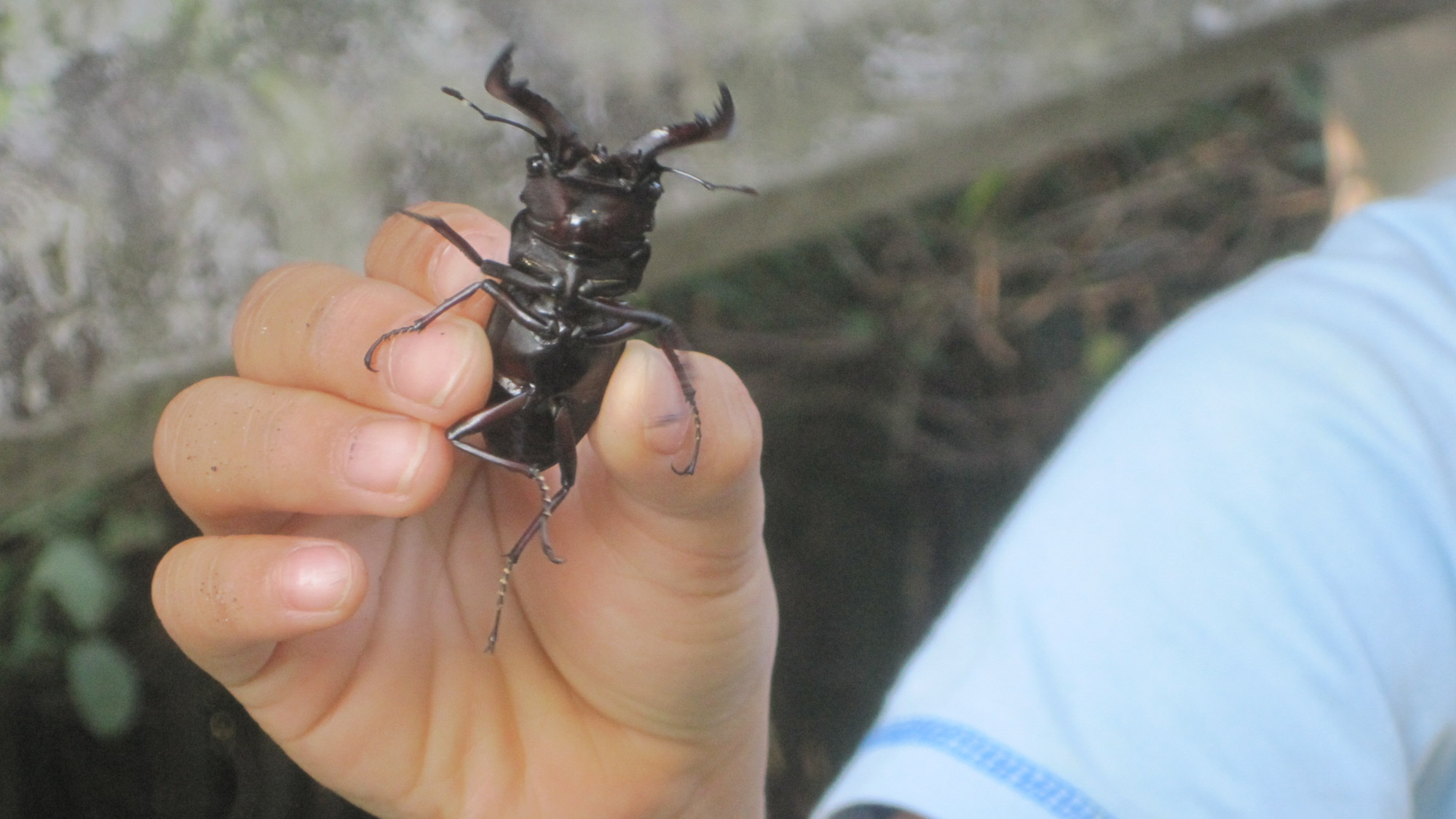 *【クワガタ】親子で昆虫採取はいかがですか？