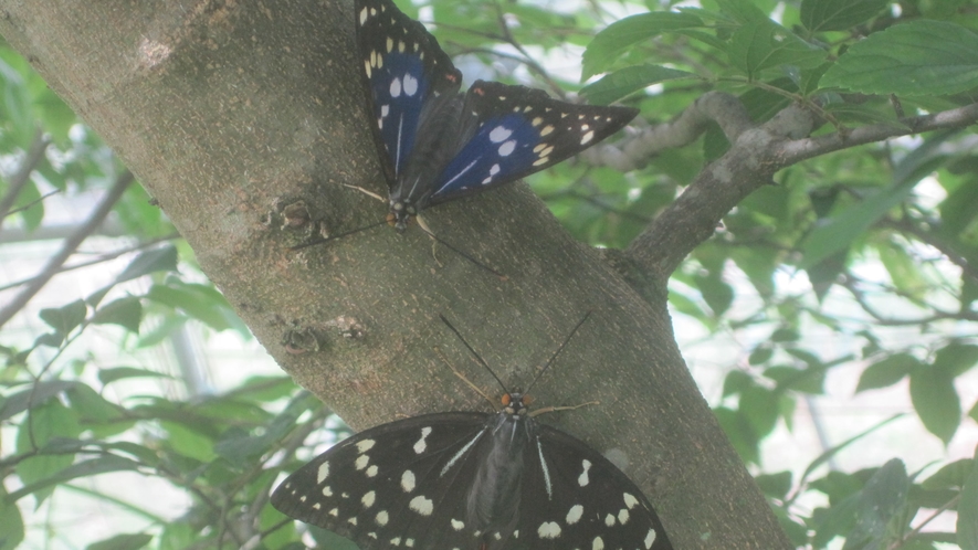 *【オオムラサキ】美しい蝶も見られます