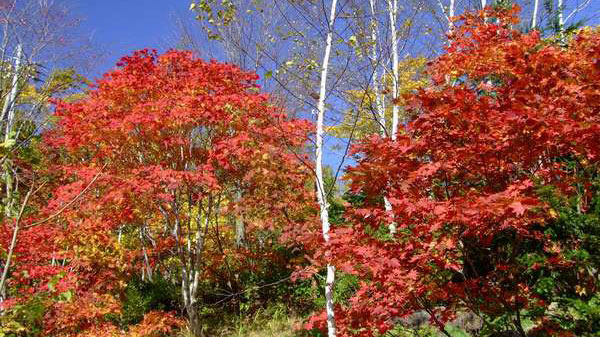 【紅葉】当館周辺の散策路でも、紅葉をお楽しみいただけます