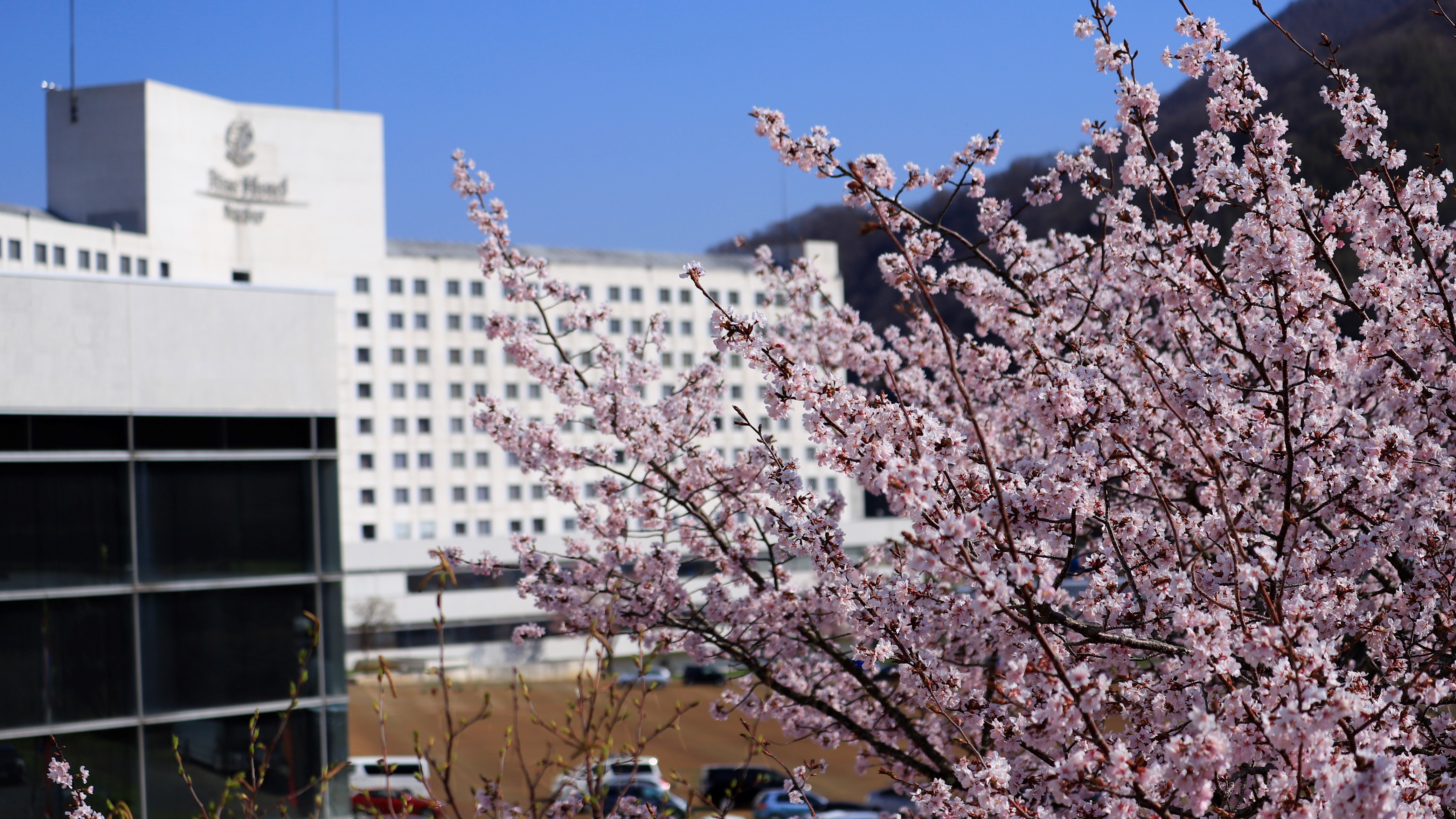 苗場プリンスホテルイメージ「桜の景色」。