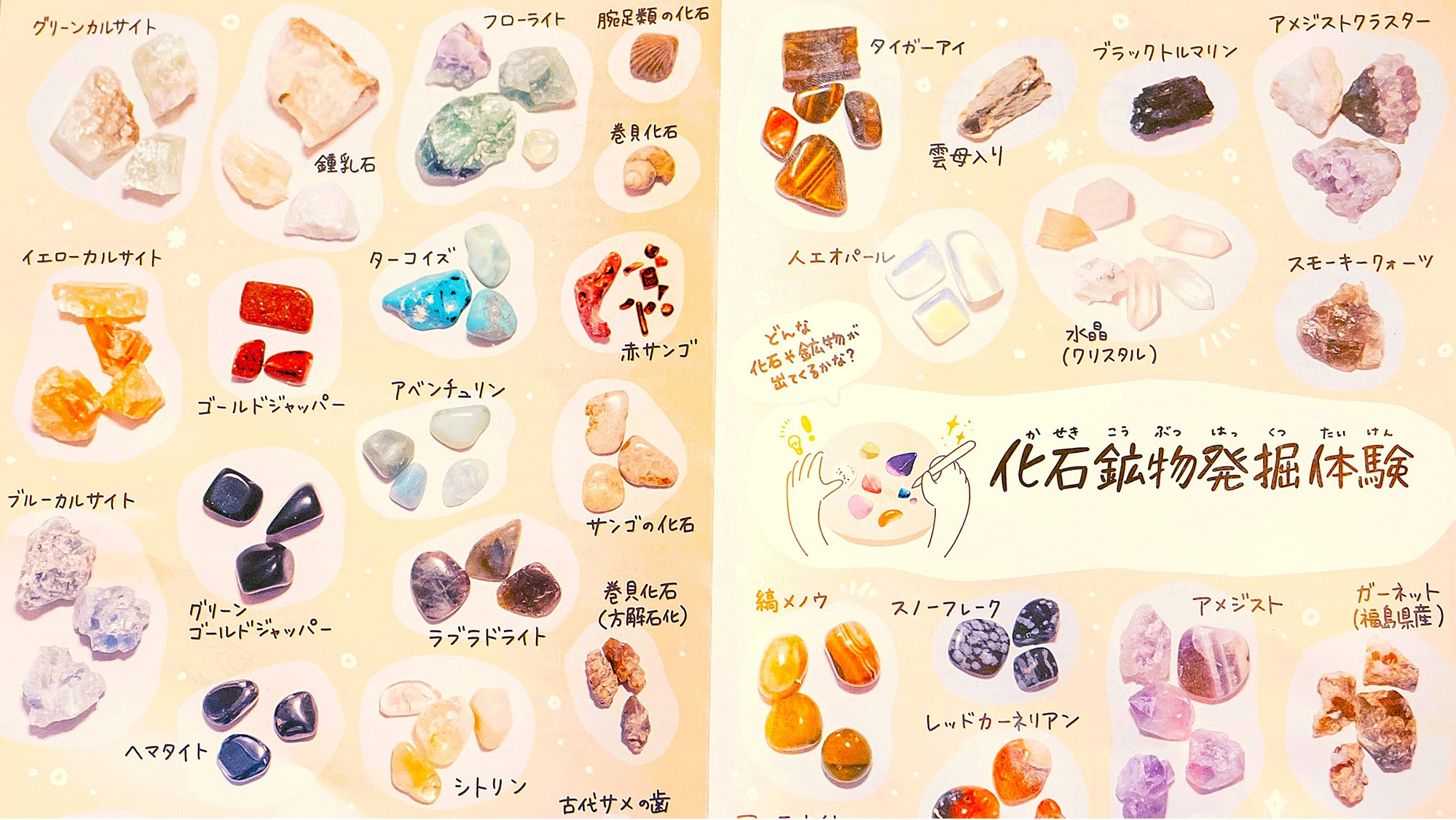 【16:30】化石も鉱物も、自分の手で見つけるから面白い。③