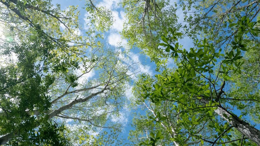 岩菅山に向かう登山道の空