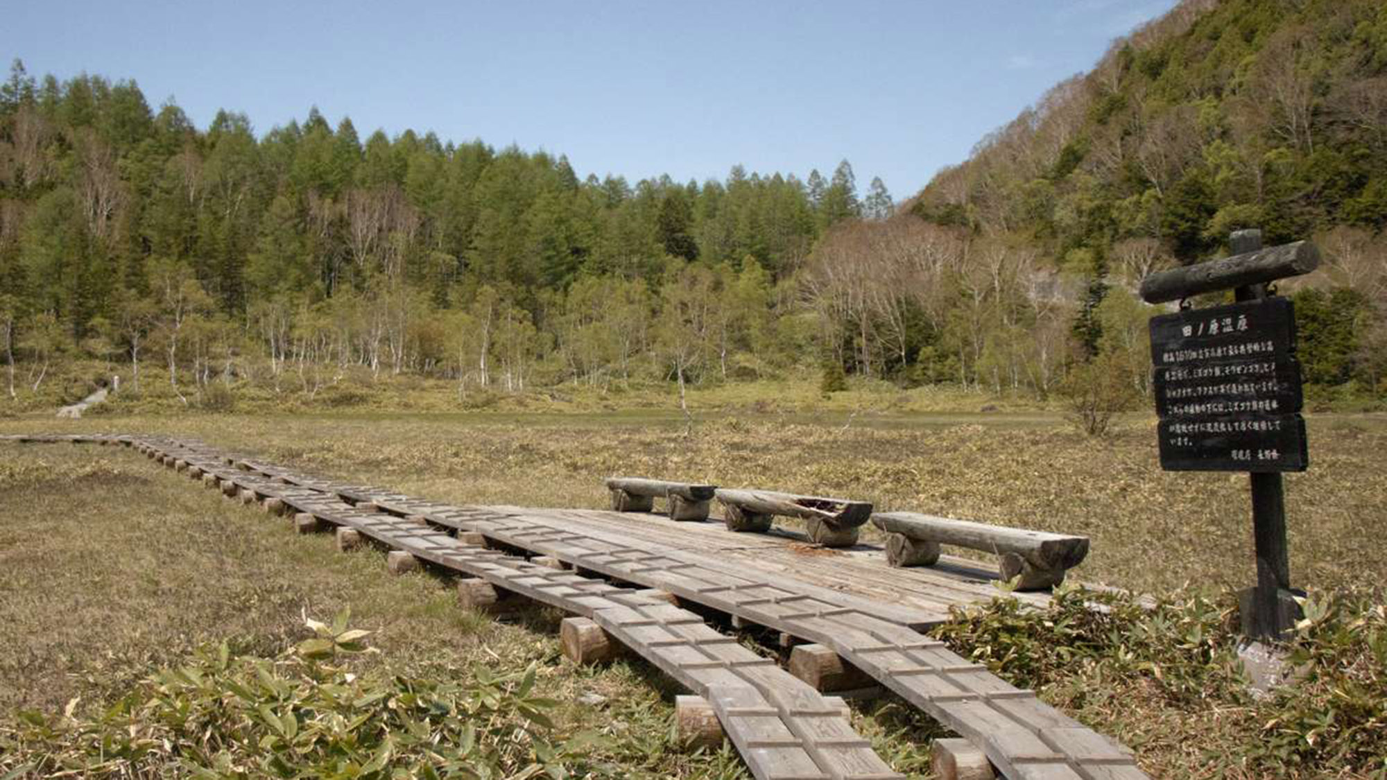 田ノ原湿原木道