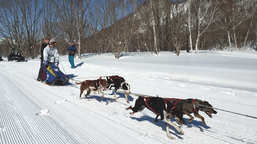 本州唯一の本格的な犬ぞり体験！犬たちと一緒に白銀の世界を駆け抜けよう！